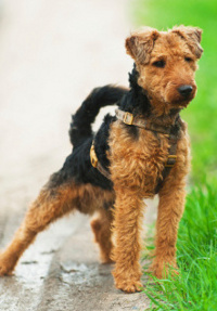 Welsh Terrier