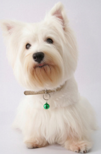 West Highland White Terrier