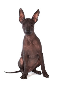 Mexican Hairless