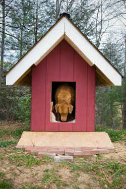 Dog House