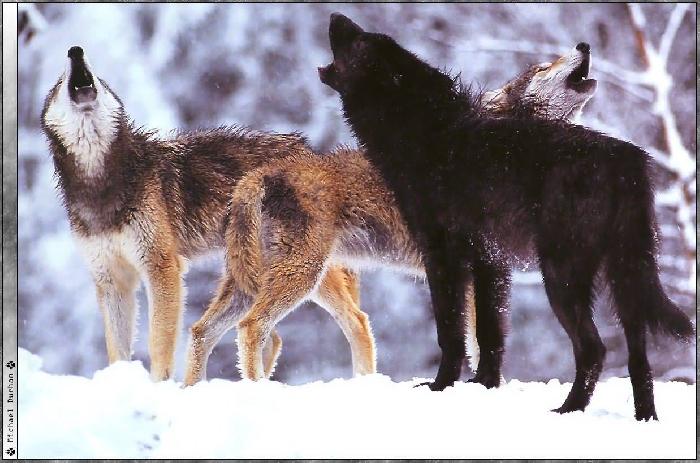 black wolf