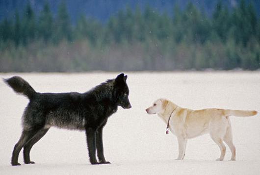 wolves and dogs