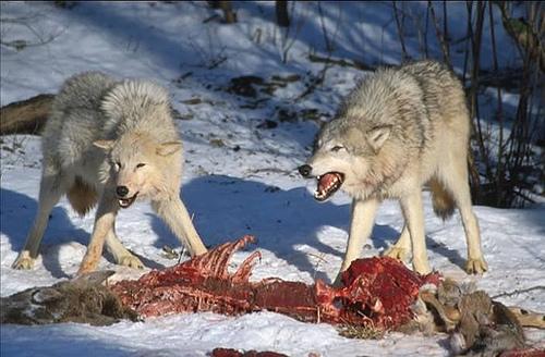 wolves eating