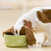 Dog Eating From a Bowl