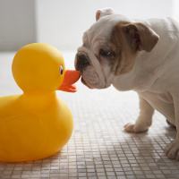 Dog With a Rubber Duck