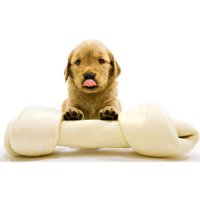 Puppy With a Large Bone